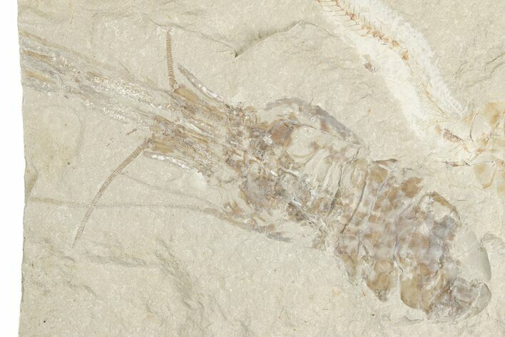 Large, Cretaceous Fossil Shrimp & Fish - Hjoula, Lebanon #201360